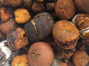 Buy cow /Ox Gallstone Available On Stock Now