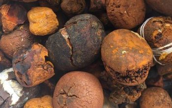 Buy cow /Ox Gallstone Available On Stock Now