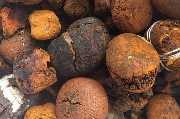 Buy cow /Ox Gallstone Available On Stock Now